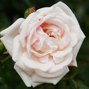 Rosa The New Dawn