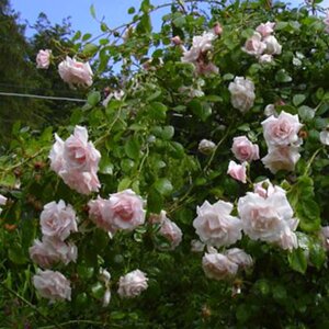 Rosa The New Dawn