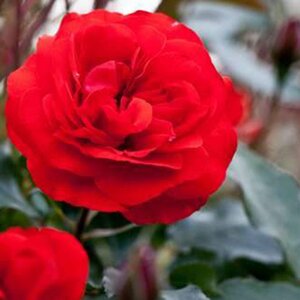 Rosa Truimpeter