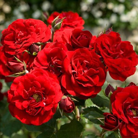 Rosa Truimpeter