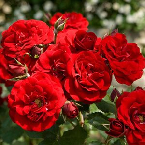 Rosa Truimpeter