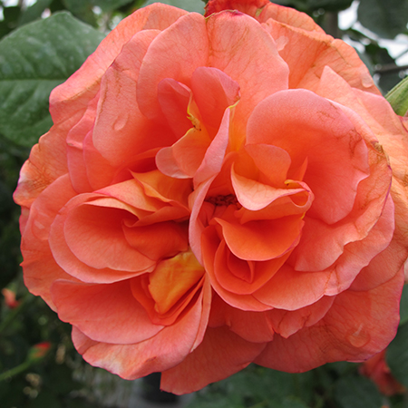 Rosa Westerland