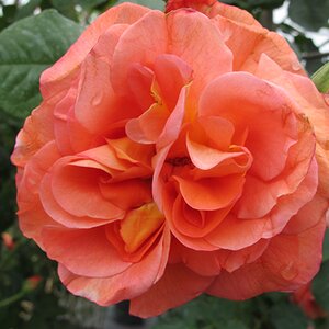Rosa Westerland