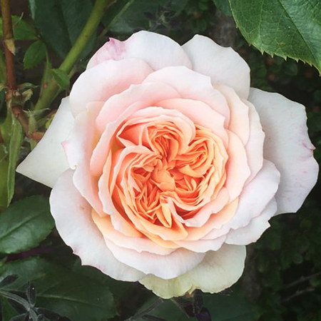 Rosa York Minster