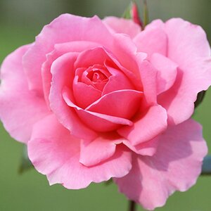 Rosa You're Beautiful