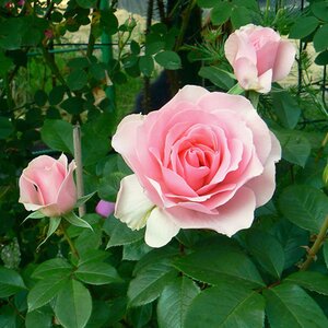 Rosa You're Beautiful