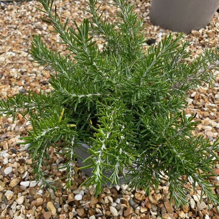 Rosmarinus officinalis Prostratus