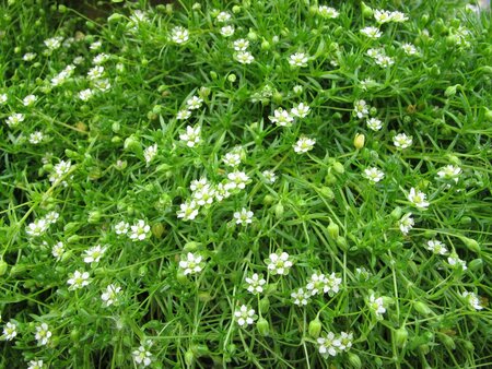 Sagina subulata