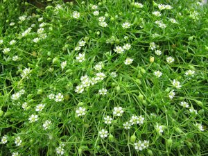 Sagina subulata