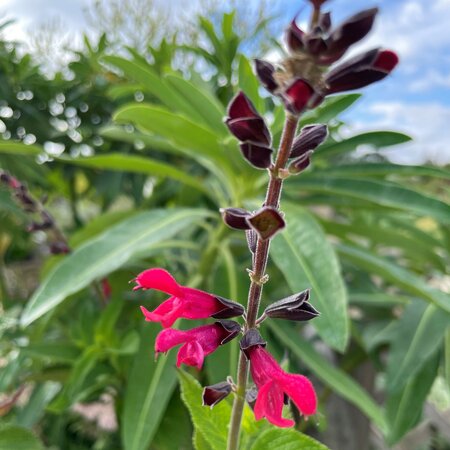 Salvia 'Amante'