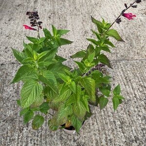 Salvia 'Amante'