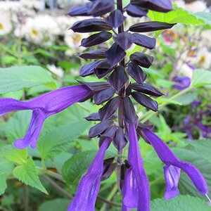 Salvia 'Amistad' - image 3
