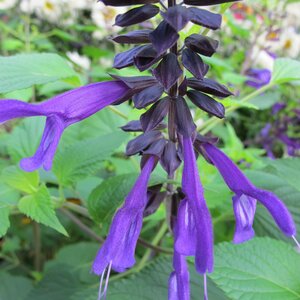 Salvia 'Amistad'