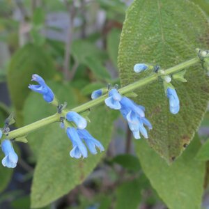 Salvia bullulata Pale Form