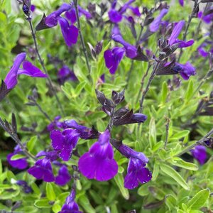 Salvia greggii MIRAGE BLUE 