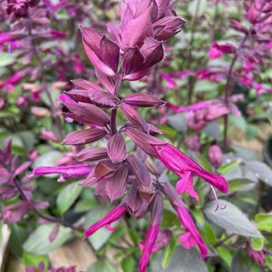 Salvia LOVE AND WISHES
