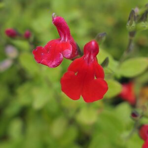 Salvia 'Maraschino'
