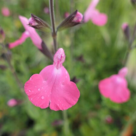 Salvia microphylla Salvinio Pink