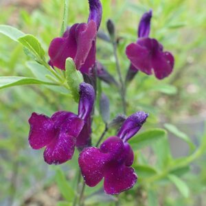 Salvia 'Nachtvlinder'