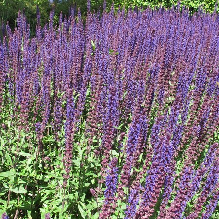Salvia nemorosa 'Caradonna'