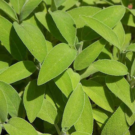 Salvia officinalis
