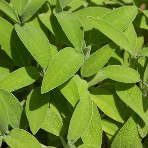 Salvia officinalis