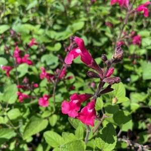 Salvia 'Pink Pong'