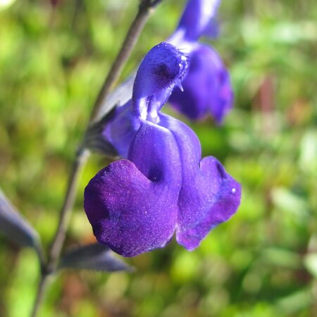 Salvia 'Purple Queen'