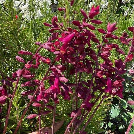 Salvia Salmia Dark Purple
