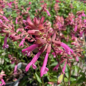 Salvia Salmia Pink