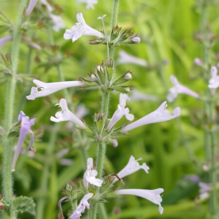 Salvia scabra