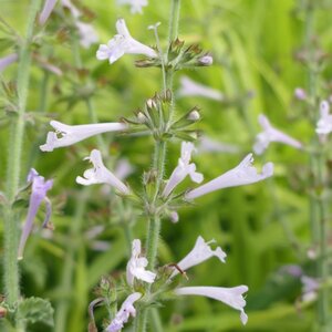 Salvia scabra