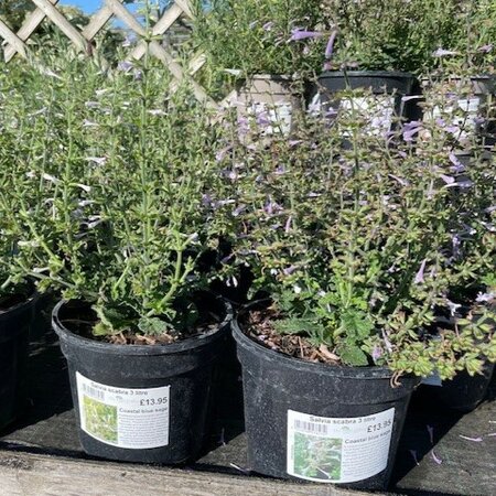 Salvia scabra