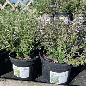 Salvia scabra