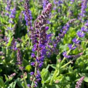 Salvia sylvestris 'Mainacht'