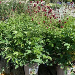 Sanguisorba 'Beetlewings'