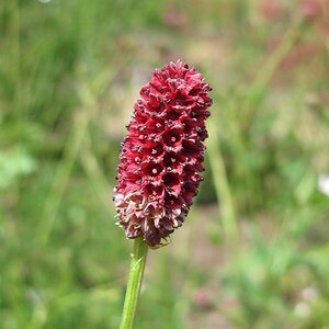 Sanguisorba 'Beetlewings'
