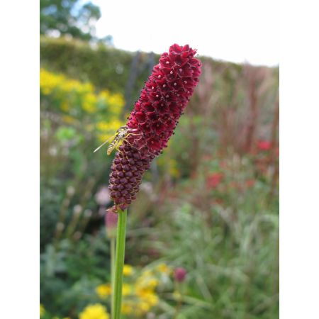 Sanguisorba Cangshan Cranberry