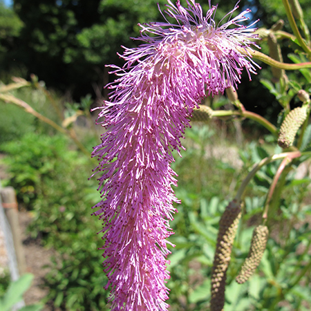 Sanguisorba hakusanensis 'Lilac Squirrel'