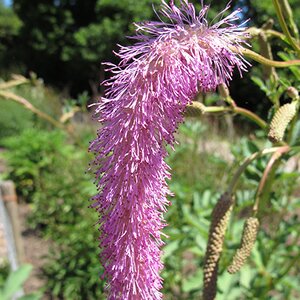 Sanguisorba hakusanensis 'Lilac Squirrel'