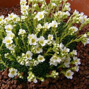Saxifraga apiculata 'Alba'