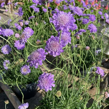 Scabiosa 'Butterfly Blue'