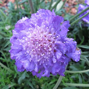 Scabiosa 'Butterfly Blue'
