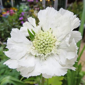 Scabiosa caucasica 'Perfecta Alba'