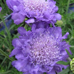 Scabiosa columbaria 'Mariposa Blue' 2 litre for sale