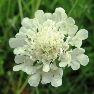 Scabiosa columbaria ochroleuca for sale