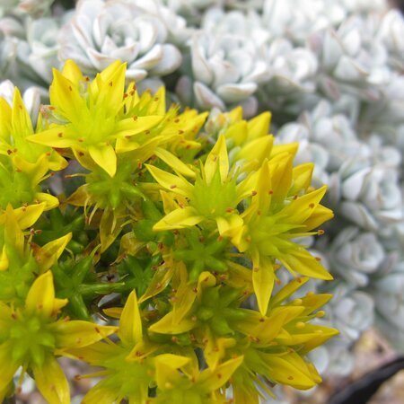 Sedum spathulifolium 'Cape Blanco'