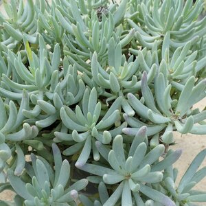 Senecio serpens