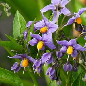 Solanum crispum 'Glasnevin'