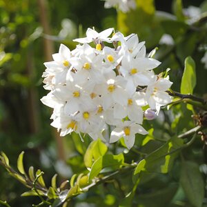 Solanum laxum 'Album'